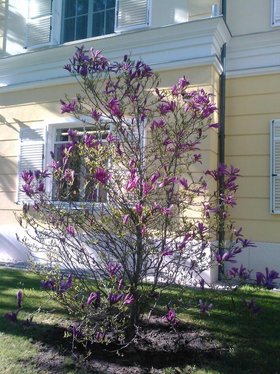 Chateau Visz Екстер'єр фото